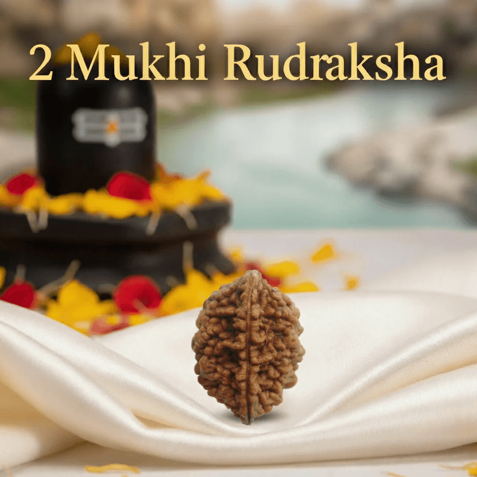 2 Mukhi Natural Rudraksha Premium – Certified Original Bead